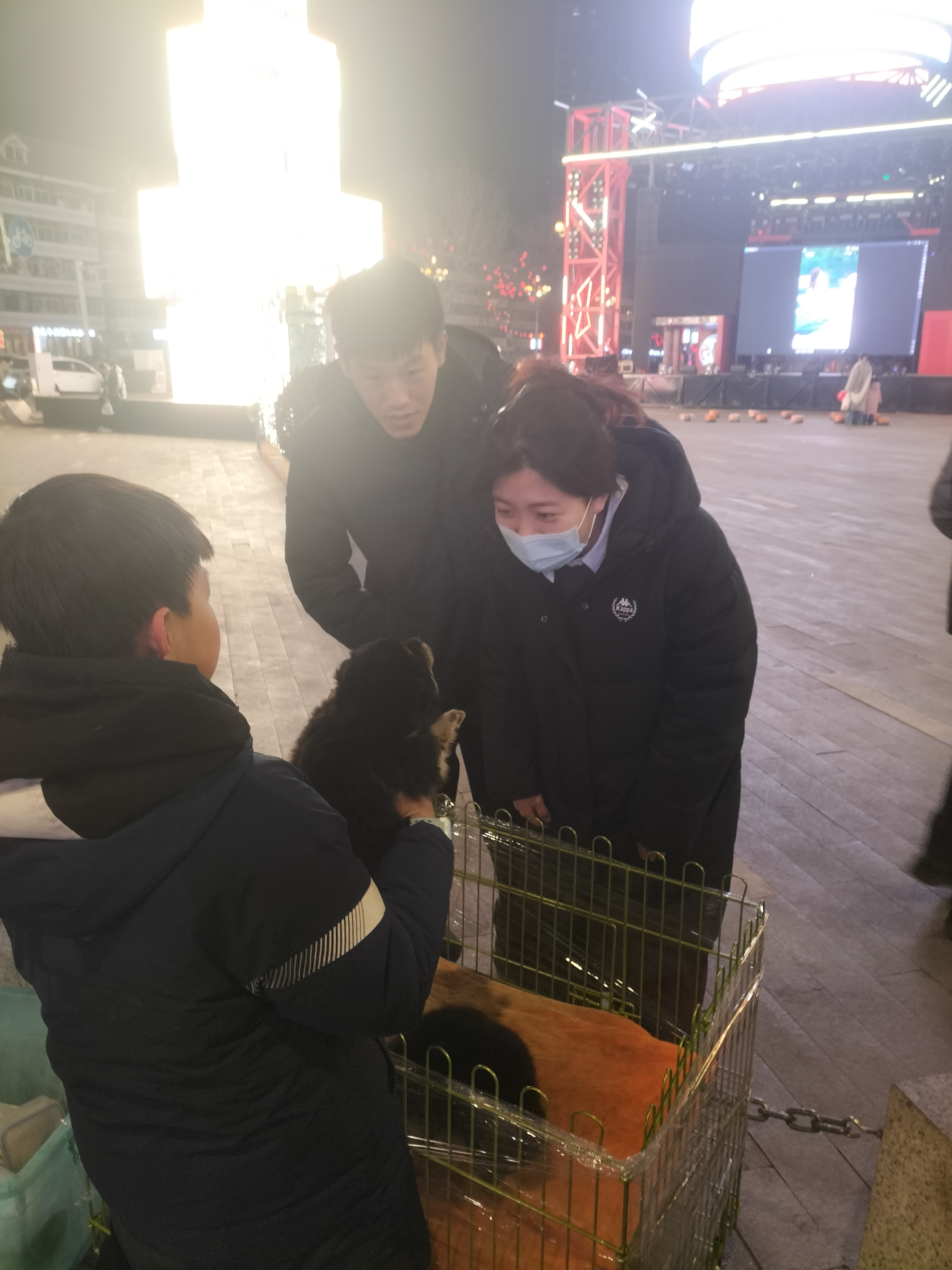 自家繁育品相优秀，价格合理欢迎来聊！